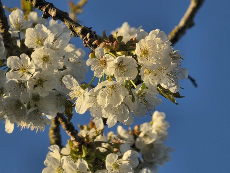 Frugttræer i blomst - kirsebær, pære og risiko for nattefrost