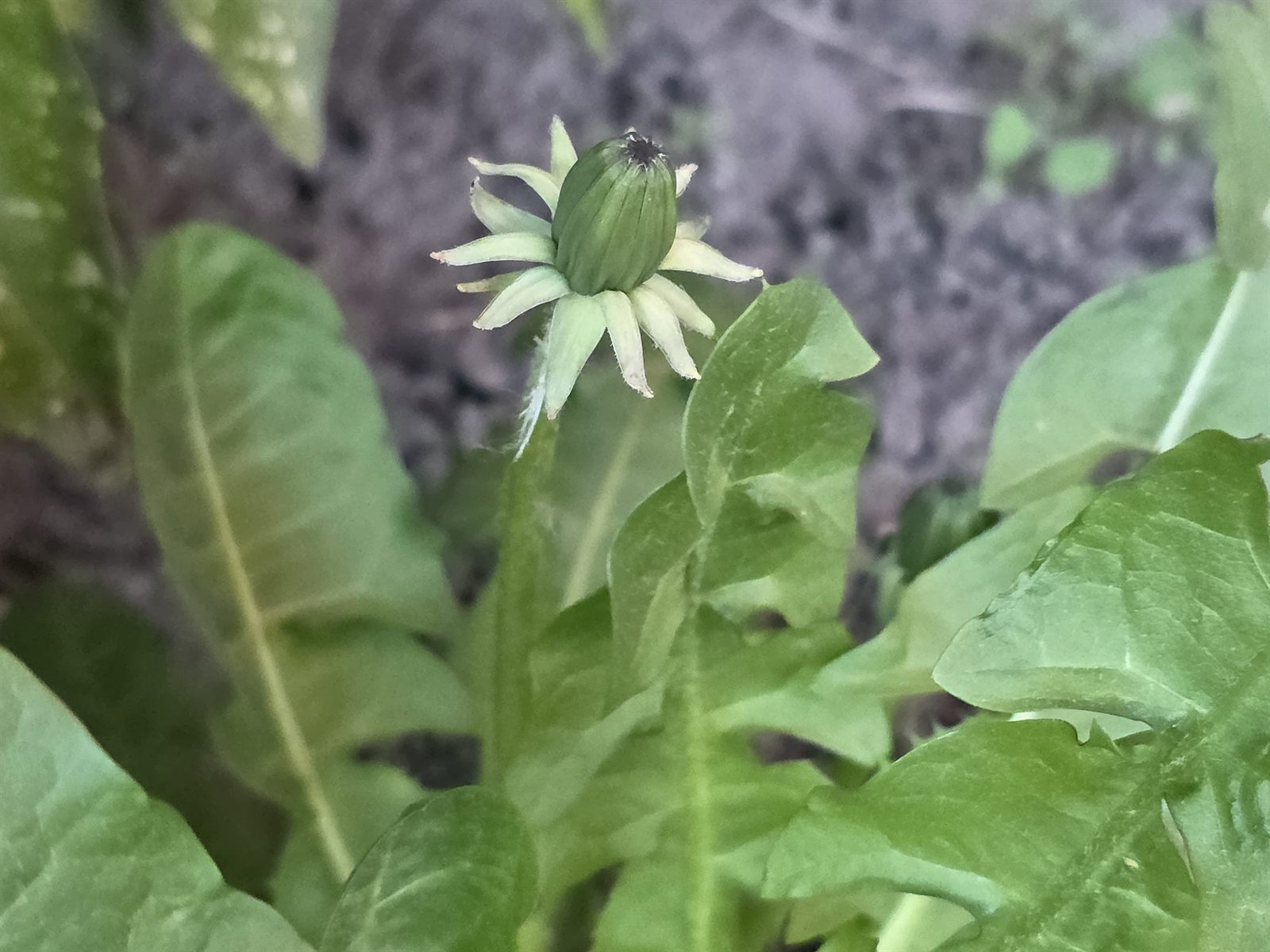 Nærbillede af mælkebøtte i haven