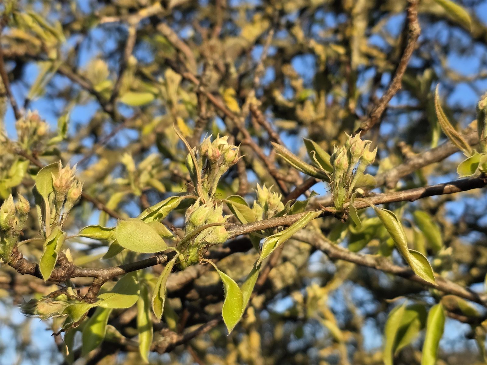 Pæretræ efter blomstring med ny frugtsætning