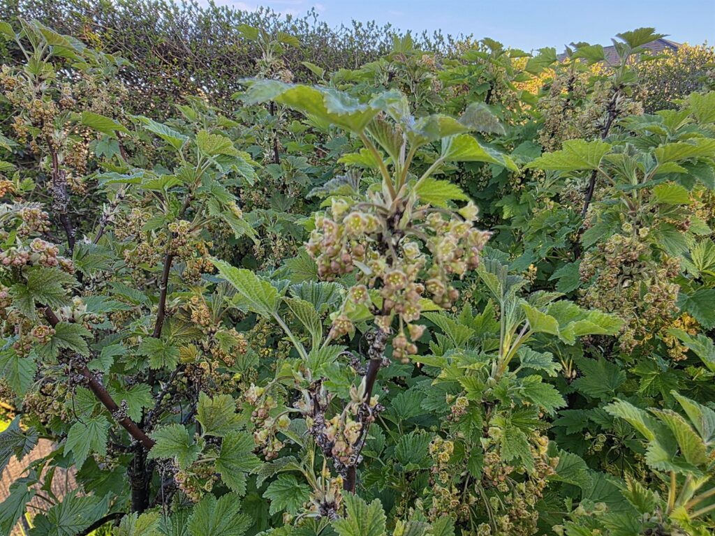 Ribsbusk i blomst i april