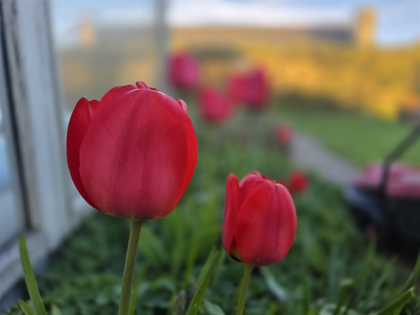 Røde tulipaner i blomst i forårsbed