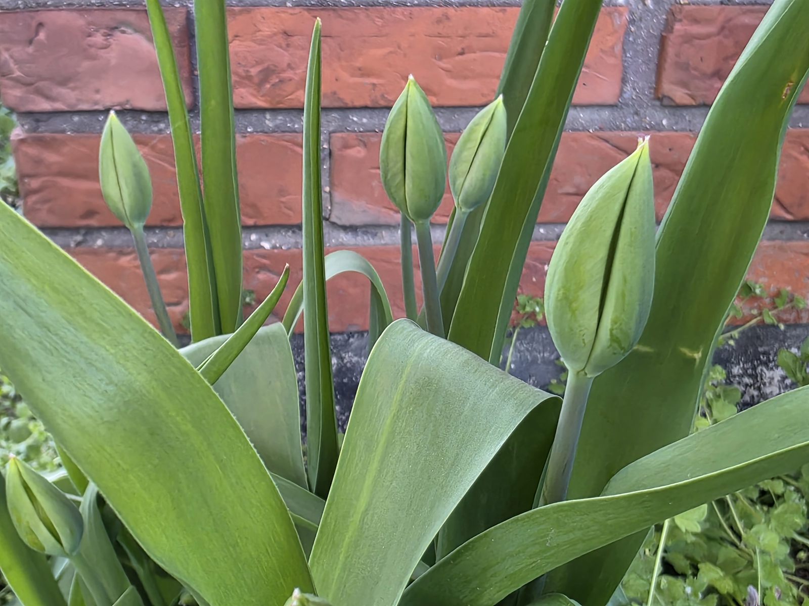 Tulipanknop i bedet før blomstring