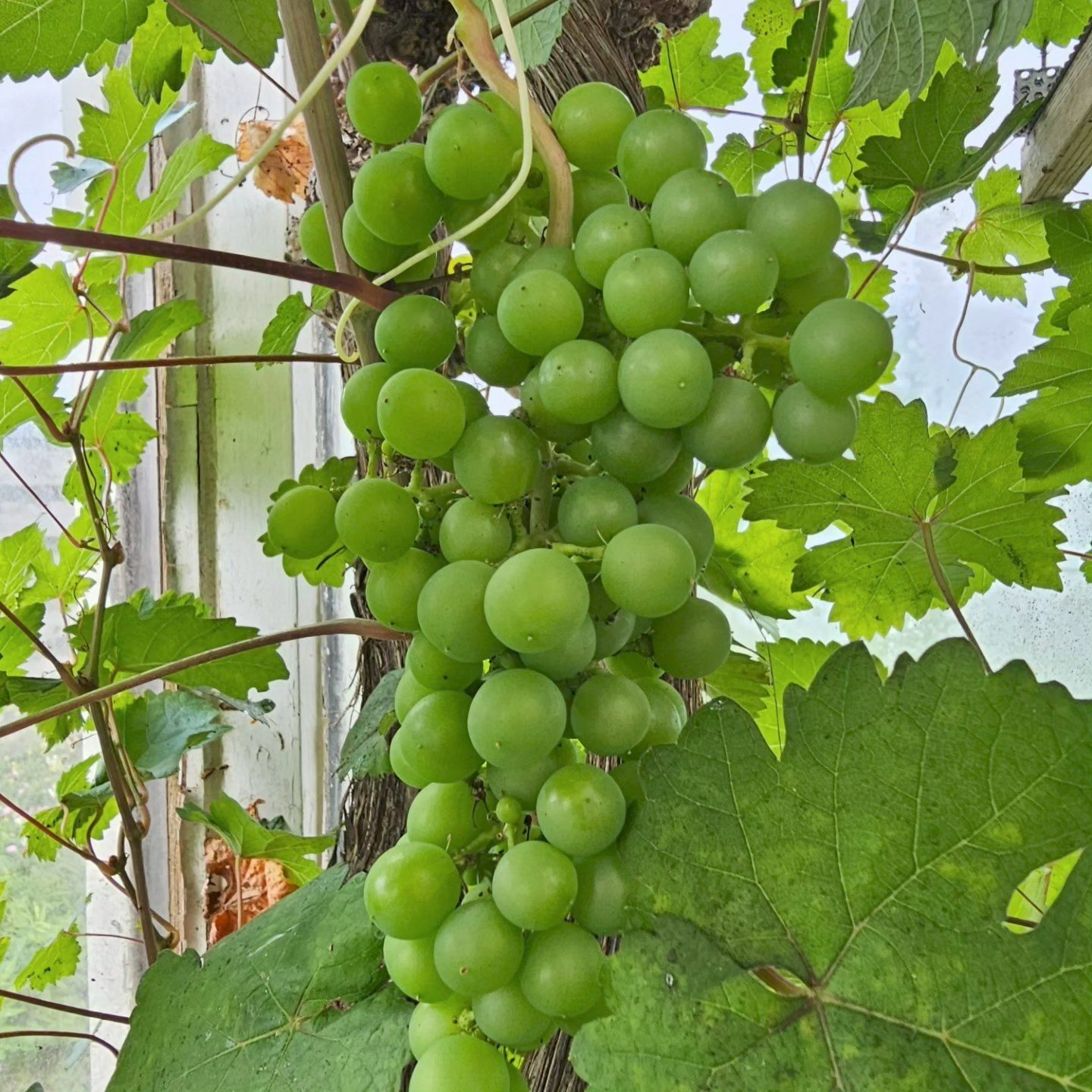beskæring af vin i drivhus i haven