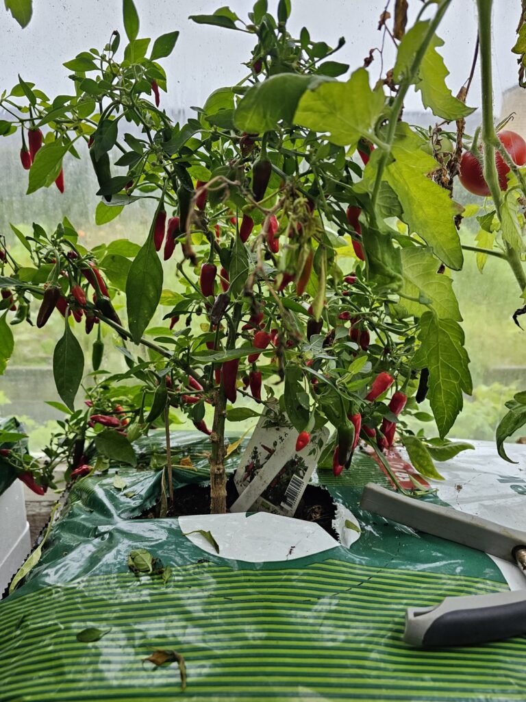 chili i drivhus i haven