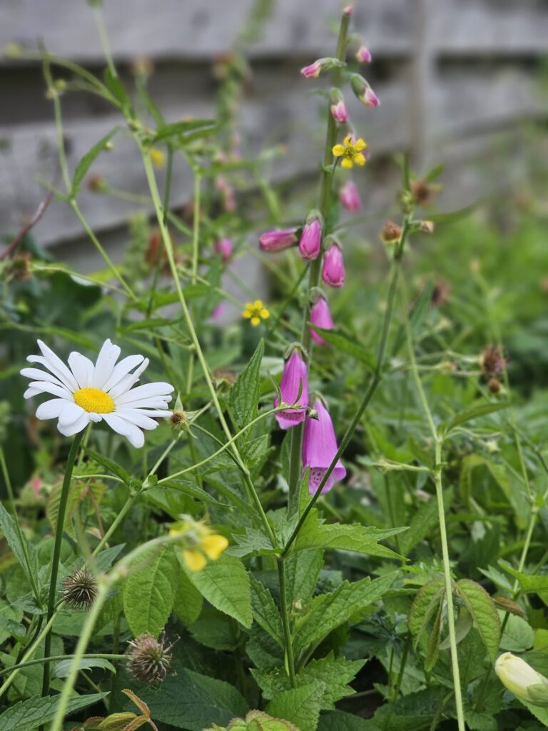 digitalis giftig i haven