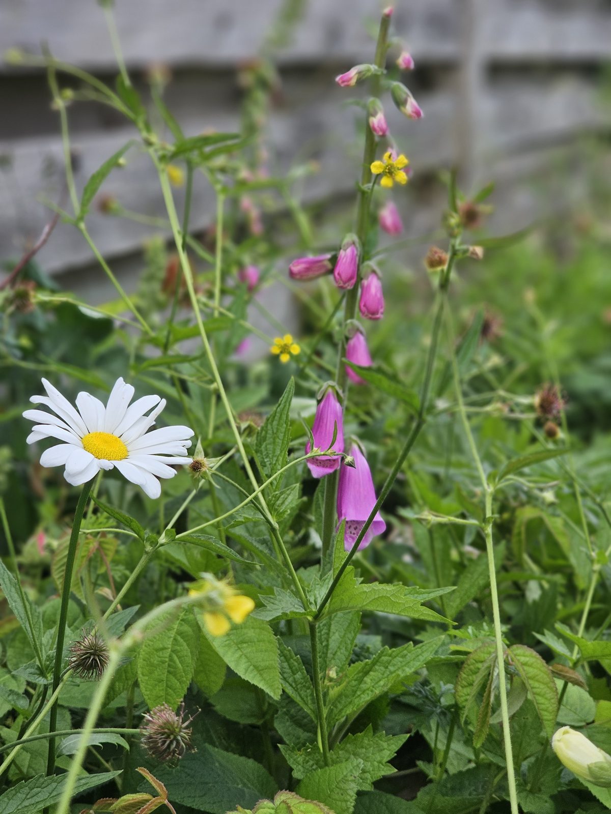 digitalis giftig i haven