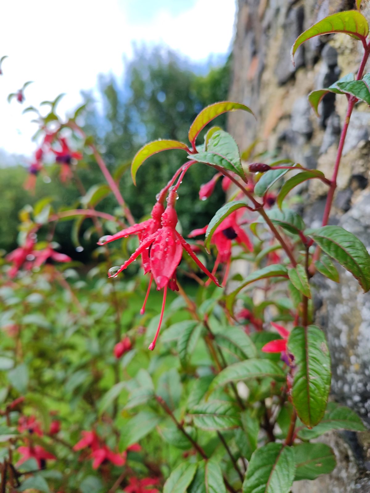 fuchsia overvintring i haven