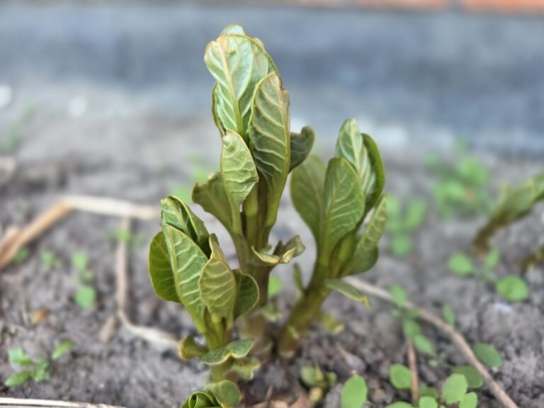 Giftige planter i haven - flotte planter du skal kende