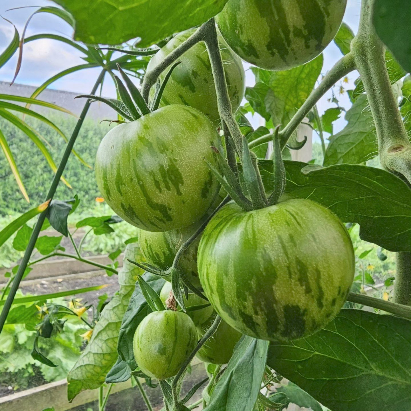 green zebra tomat i haven