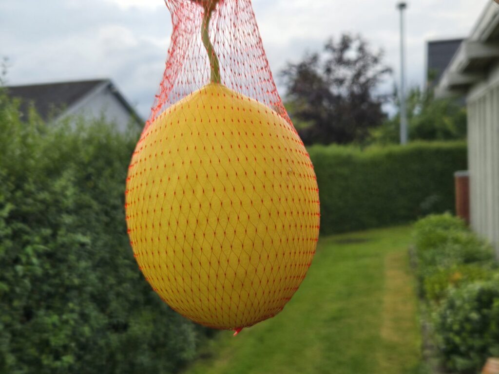 honningmelon i drivhus i haven