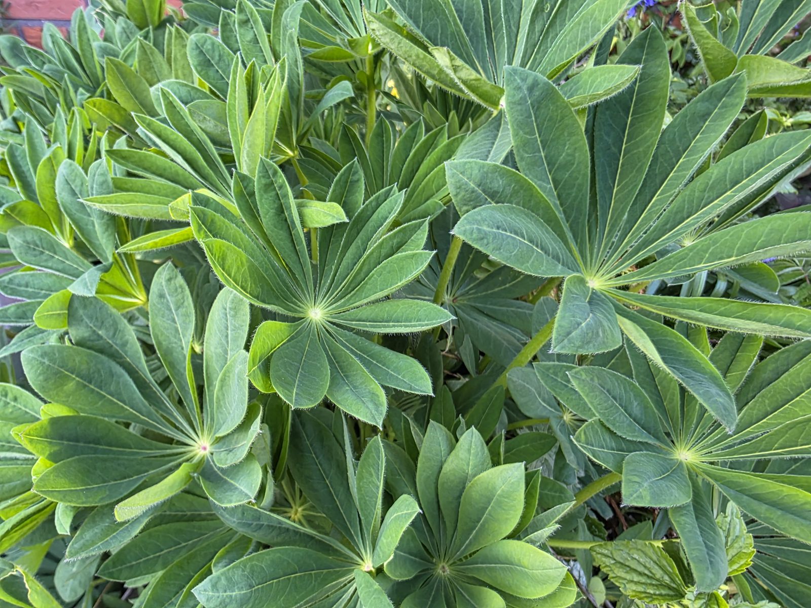 lupin have i haven