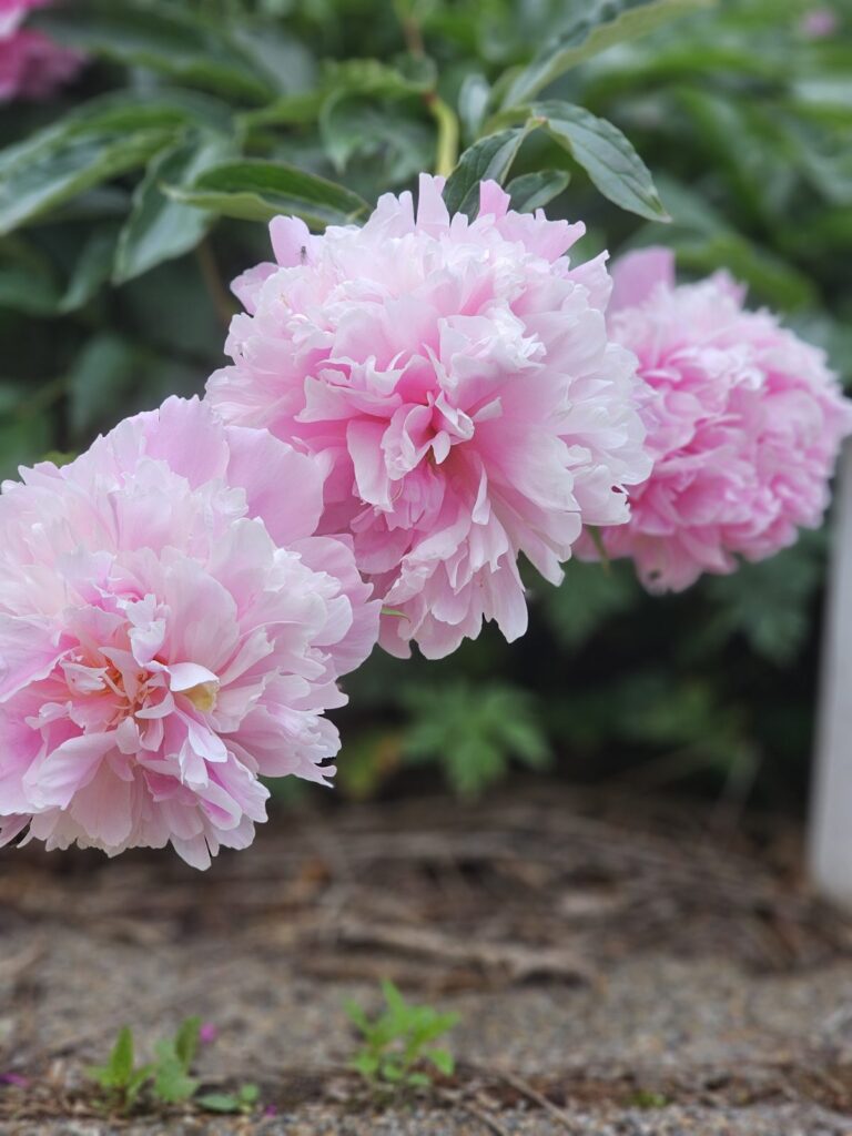 Pæoner i haven - plantning, støtte og blomstring