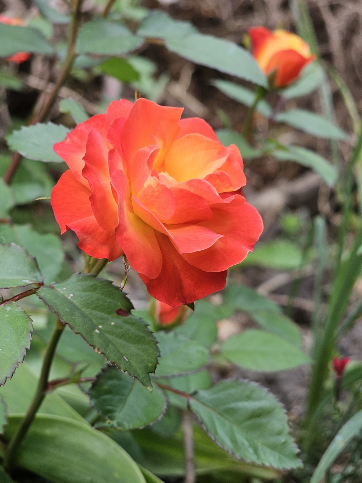 rose pleje i haven