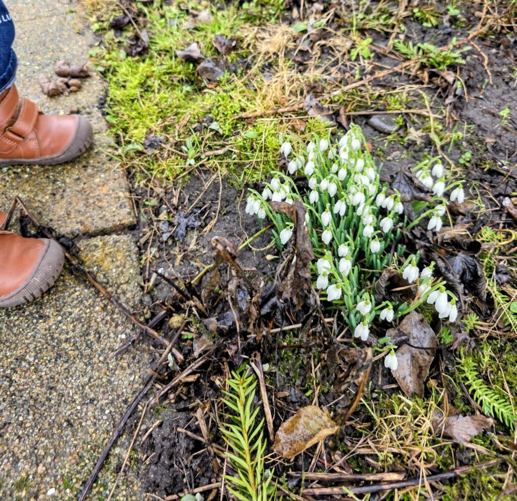 vintergækker plante 1 i haven