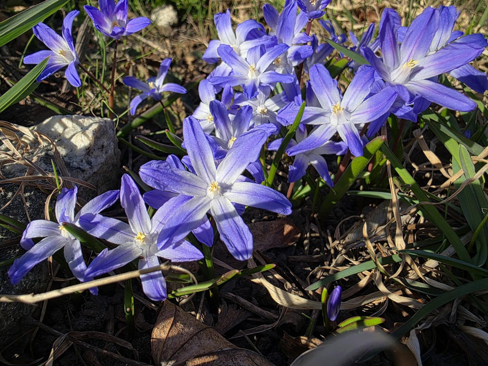 Vintergækker, snepryd og høstanemone - blomster fra februar til oktober