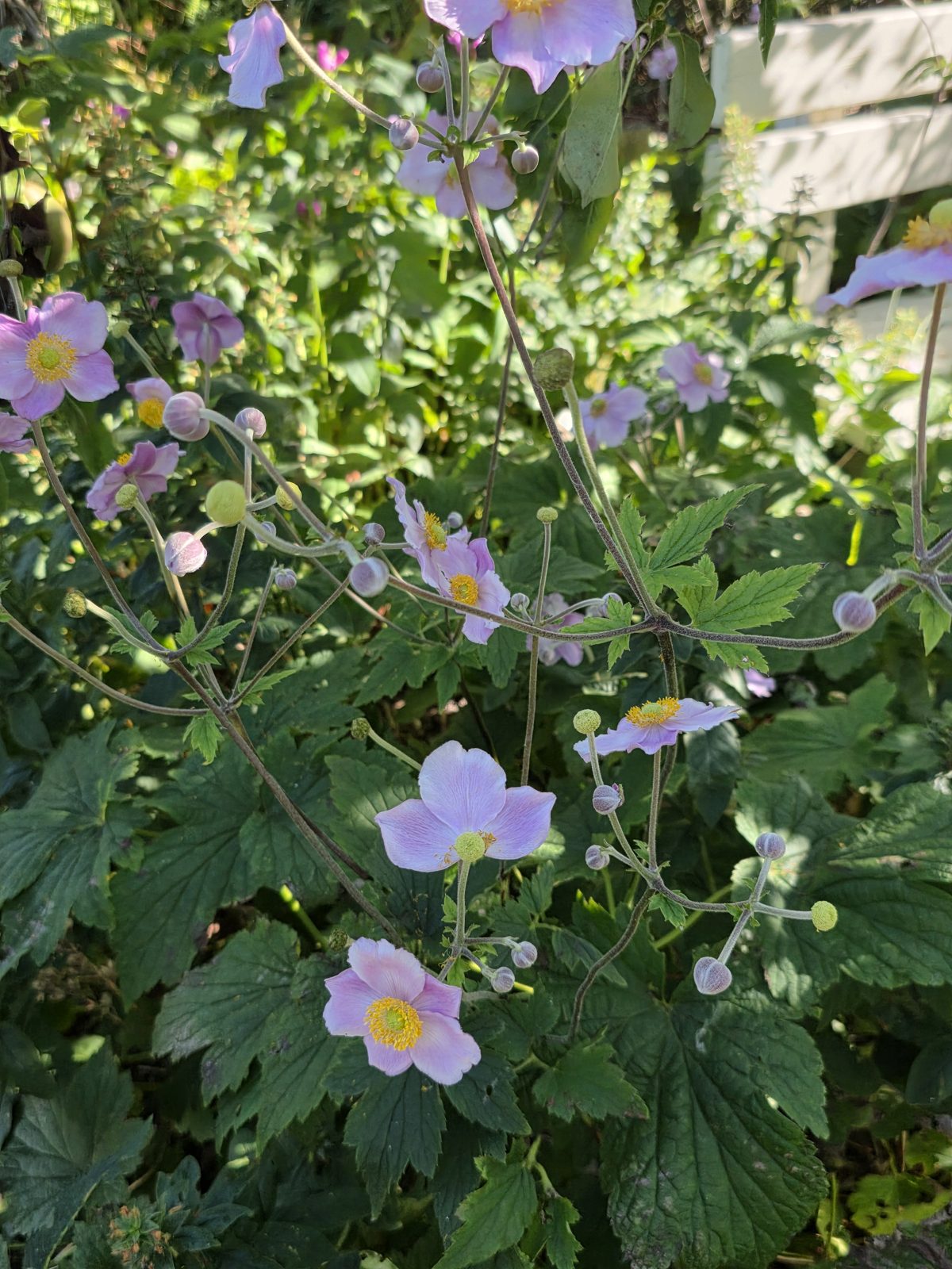 Vintergækker, snepryd og høstanemone - blomster fra februar til oktober